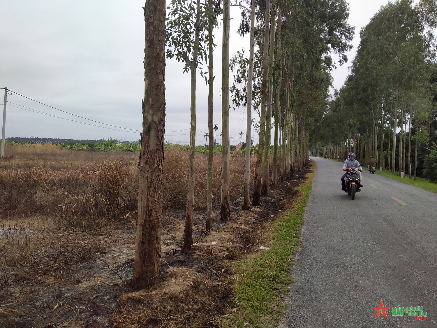 Đốt cỏ rác, đốt cả cây xanh